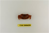 藏品(側足厚蟹)的圖片